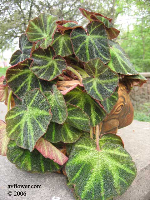 بگونیا برگی (رکس)